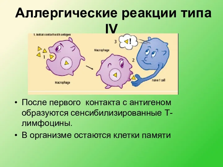 Аллергические реакции типа IV После первого контакта с антигеном образуются сенсибилизированные Т-лимфоцины.