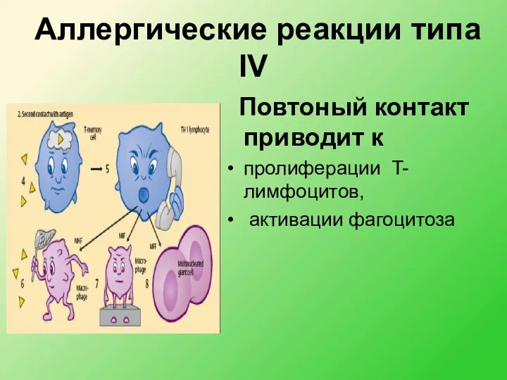 Аллергические реакции типа IV Повтоный контакт приводит к пролиферации T-лимфоцитов, активации фагоцитоза