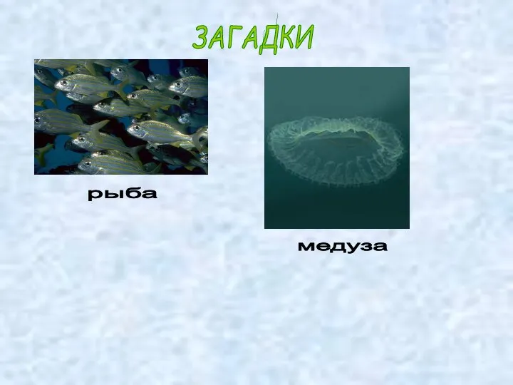 ЗАГАДКИ рыба медуза