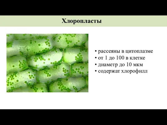 рассеяны в цитоплазме от 1 до 100 в клетке диаметр до 10 мкм содержат хлорофилл Хлоропласты
