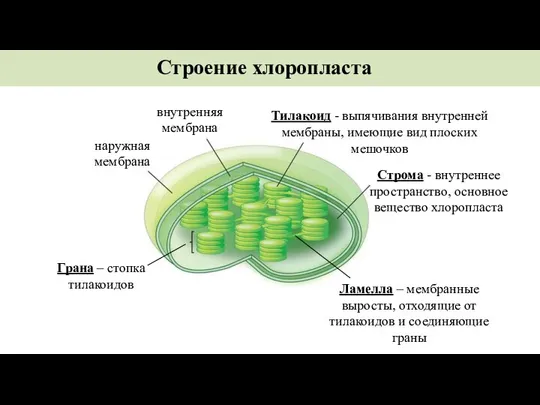 Строение хлоропласта наружная мембрана внутренняя мембрана Тилакоид - выпячивания внутренней мембраны, имеющие