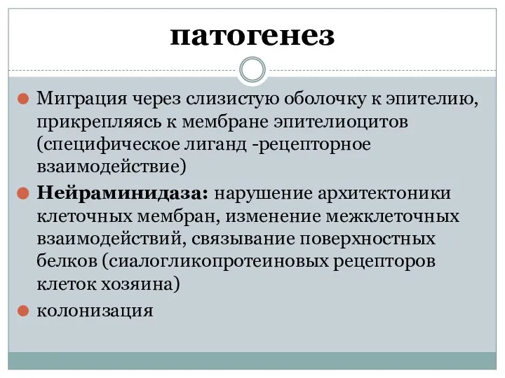 патогенез Миграция через слизистую оболочку к эпителию, прикрепляясь к мембране эпителиоцитов (специфическое