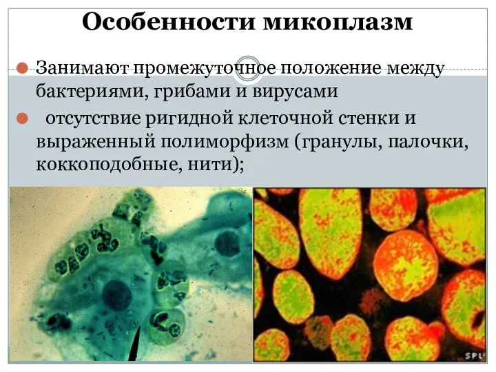 Особенности микоплазм Занимают промежуточное положение между бактериями, грибами и вирусами отсутствие ригидной