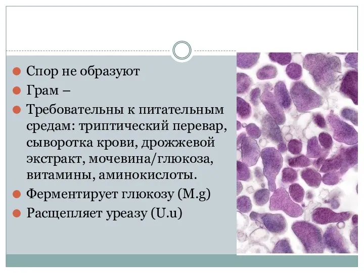 Спор не образуют Грам – Требовательны к питательным средам: триптический перевар, сыворотка