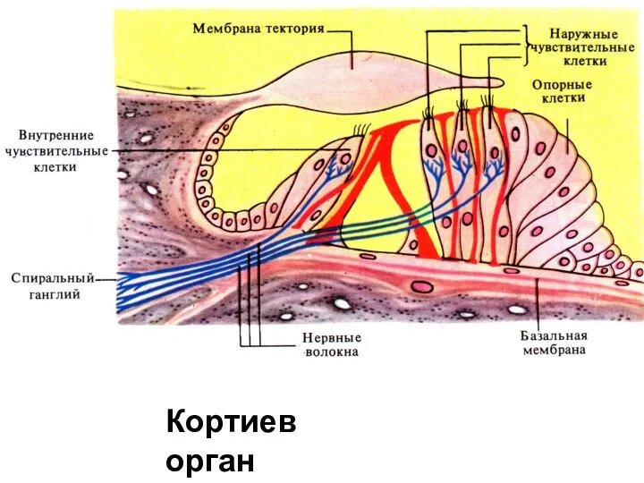 Кортиев орган