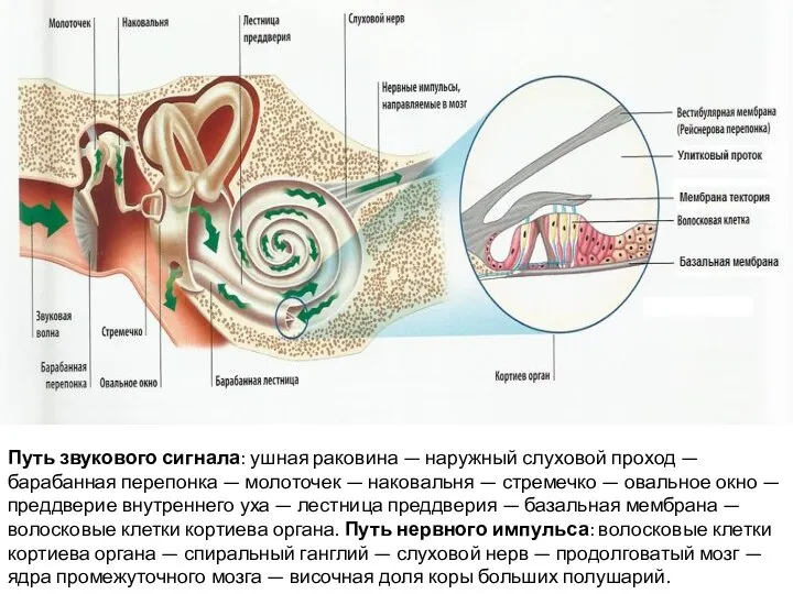 Путь звукового сигнала: ушная раковина — наружный слуховой проход — барабанная перепонка