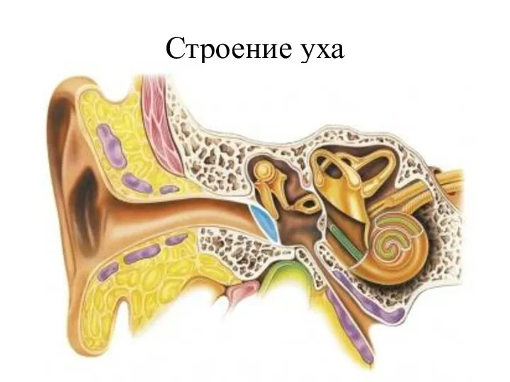 Строение уха