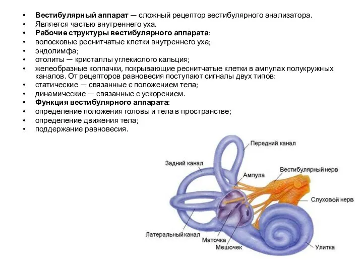 Вестибулярный аппарат — сложный рецептор вестибулярного анализатора. Является частью внутреннего уха. Рабочие