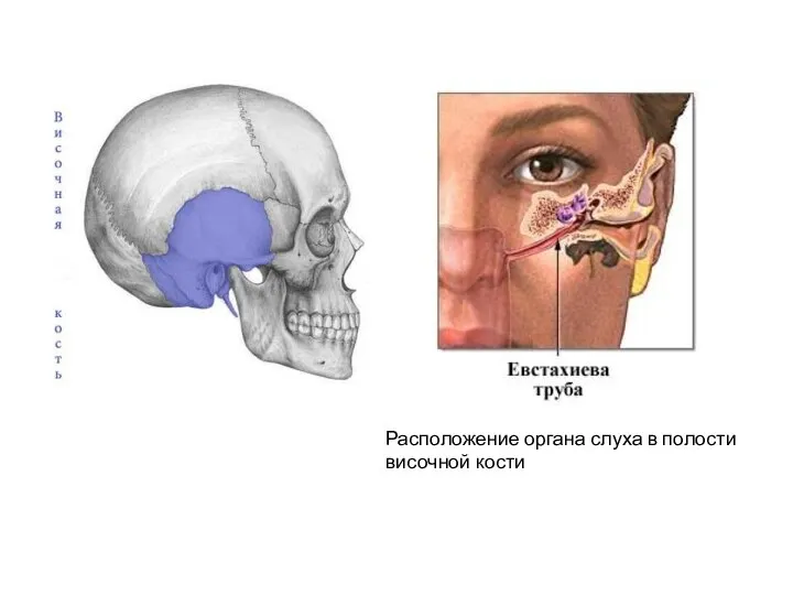 Расположение органа слуха в полости височной кости