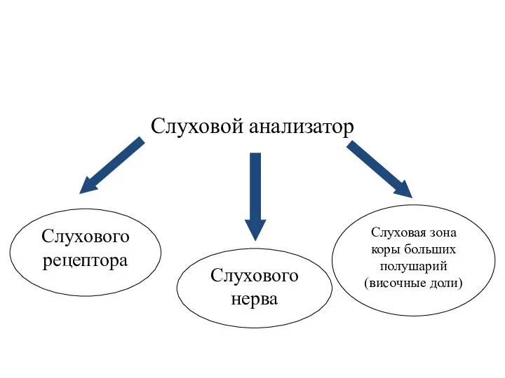 Слуховой анализатор Слухового рецептора Слухового нерва Слуховая зона коры больших полушарий (височные доли)