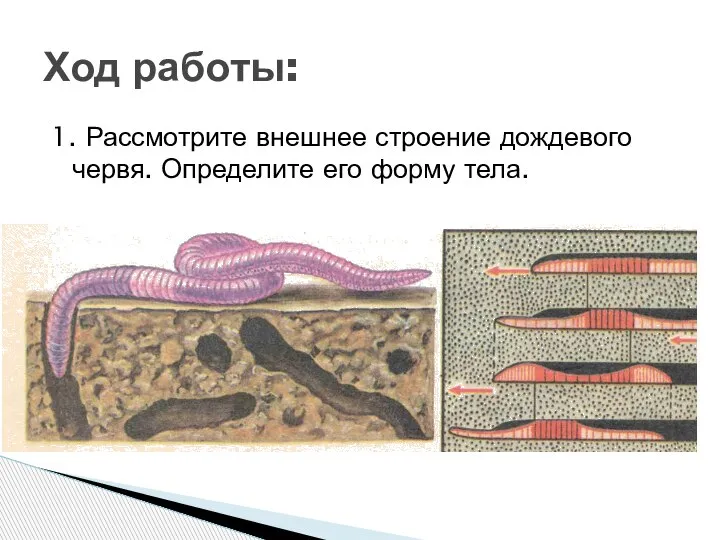 1. Рассмотрите внешнее строение дождевого червя. Определите его форму тела. Ход работы: