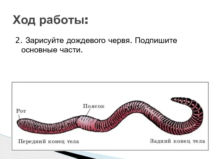 2. Зарисуйте дождевого червя. Подпишите основные части. Ход работы: