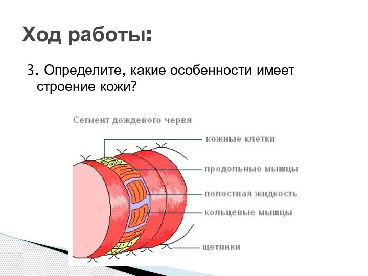 3. Определите, какие особенности имеет строение кожи? Ход работы: