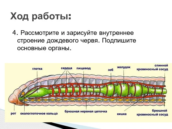 4. Рассмотрите и зарисуйте внутреннее строение дождевого червя. Подпишите основные органы. Ход работы: