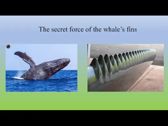 The secret force of the whale’s fins