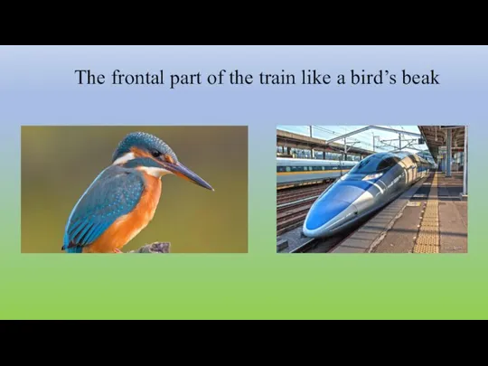 The frontal part of the train like a bird’s beak