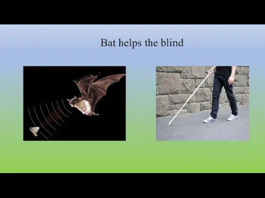Bat helps the blind