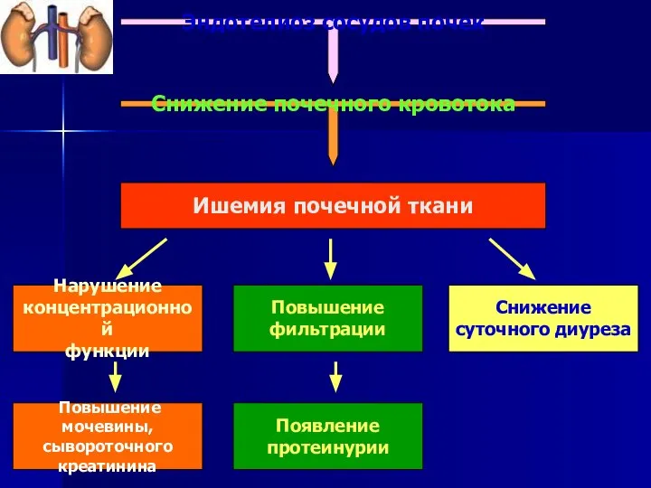 Нарушение концентрационной функции Ишемия почечной ткани Эндотелиоз сосудов почек Снижение почечного кровотока