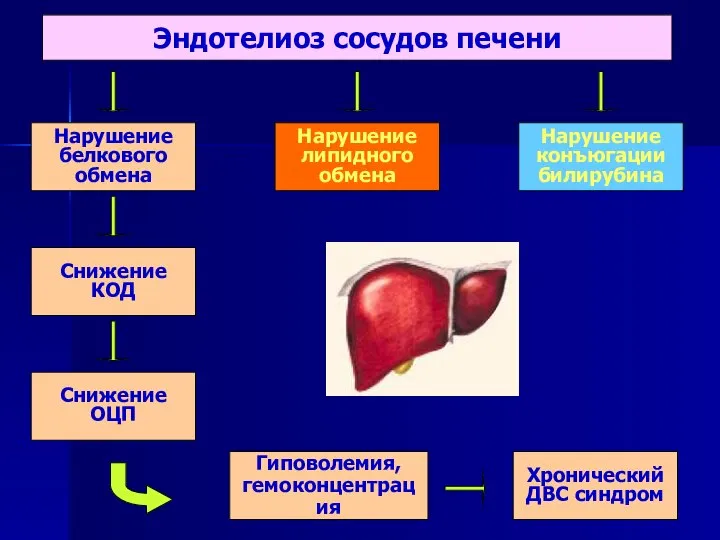 Эндотелиоз сосудов печени Нарушение белкового обмена Снижение КОД Снижение ОЦП Нарушение липидного