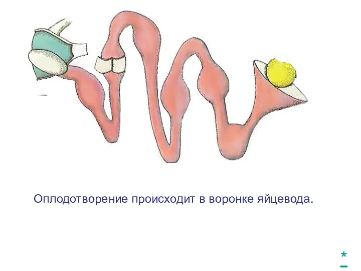 Оплодотворение происходит в воронке яйцевода. *