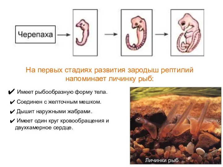 На первых стадиях развития зародыш рептилий напоминает личинку рыб: Имеет рыбообразную форму