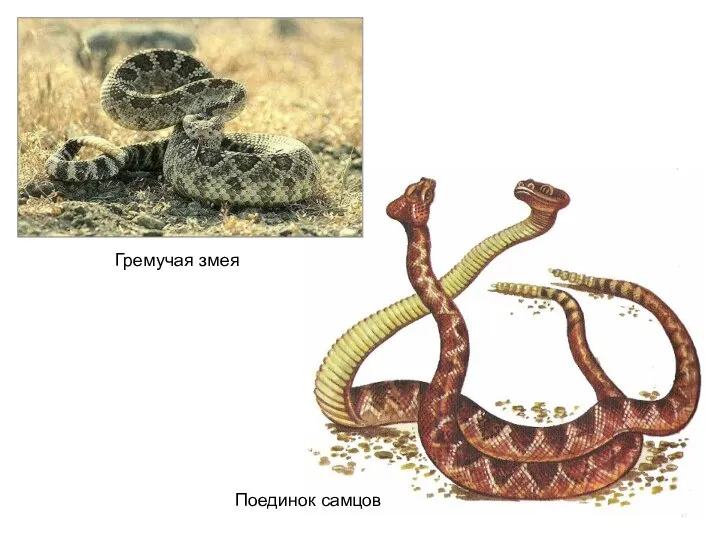 Гремучая змея Поединок самцов