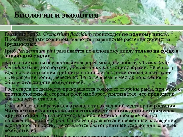 Биология и экология Развитие гриба Cronartium flaccidum происходит по полному циклу. Промежуточным