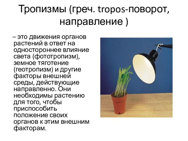 Тропизмы (греч. tropos-поворот, направление ) – это движения органов растений в ответ