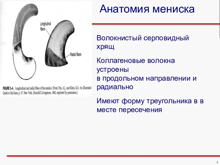 Волокнистый серповидный хрящ Коллагеновые волокна устроены в продольном направлении и радиально Имеют