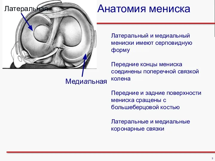 Латеральный и медиальный мениски имеют серповидную форму Передние концы мениска соединены поперечной