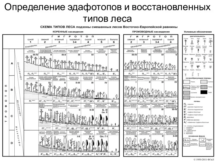 Определение эдафотопов и восстановленных типов леса