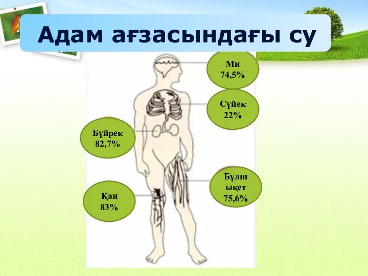 Ми 74,5% Сүйек 22% Бұлшықет 75,6% Бүйрек 82,7% Қан 83% Адам ағзасындағы су