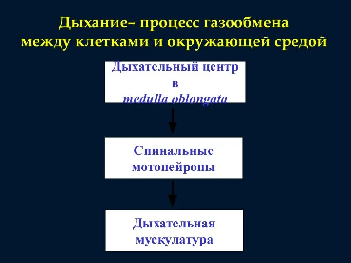 Дыхательный центр в medulla oblongata Спинальные мотонейроны Дыхательная мускулатура Дыхание– процесс газообмена