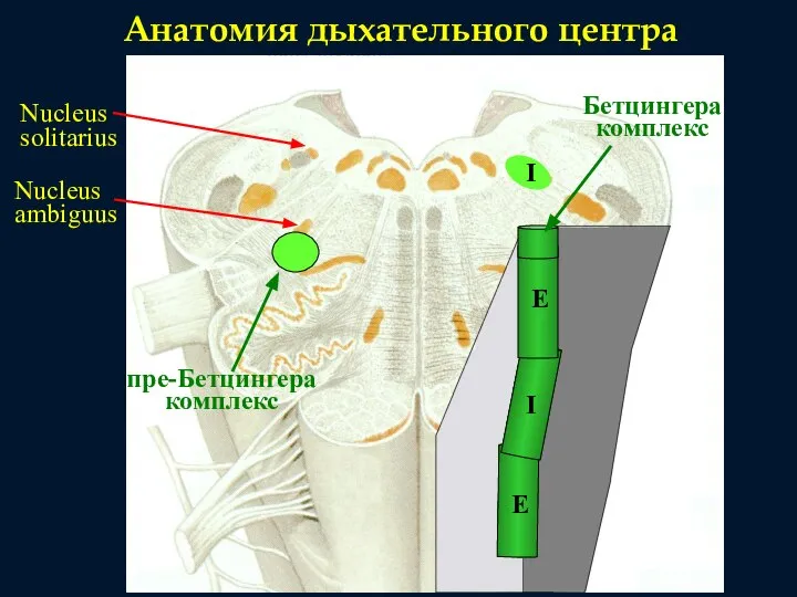 Анатомия дыхательного центра Nucleus ambiguus Nucleus solitarius I пре-Бетцингера комплекс E E I Бетцингера комплекс