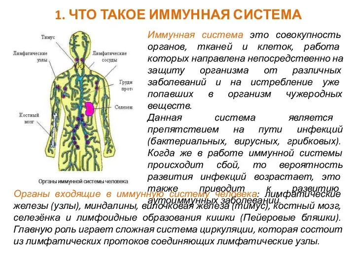 Иммунная система это совокупность органов, тканей и клеток, работа которых направлена непосредственно