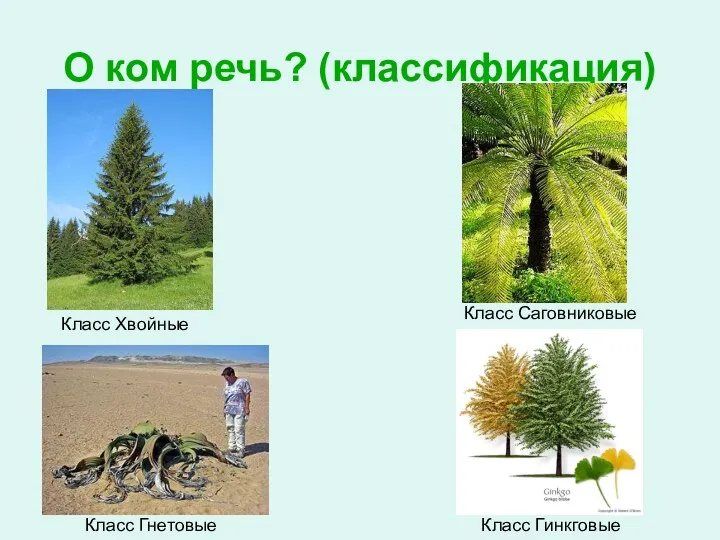 О ком речь? (классификация) Класс Хвойные Класс Саговниковые Класс Гнетовые Класс Гинкговые