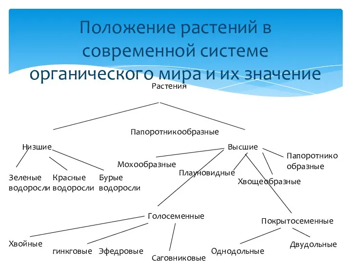 Положение растений в современной системе органического мира и их значение Папоротникообразные