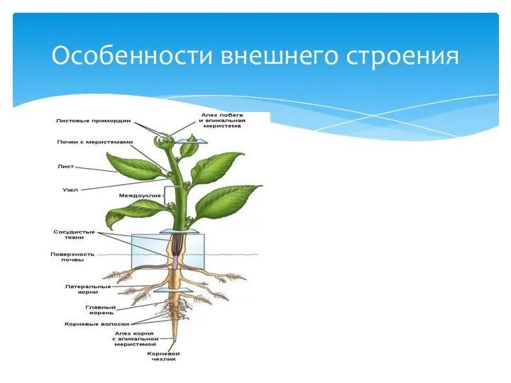 Особенности внешнего строения