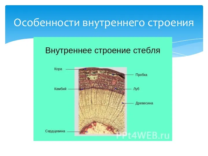 Особенности внутреннего строения