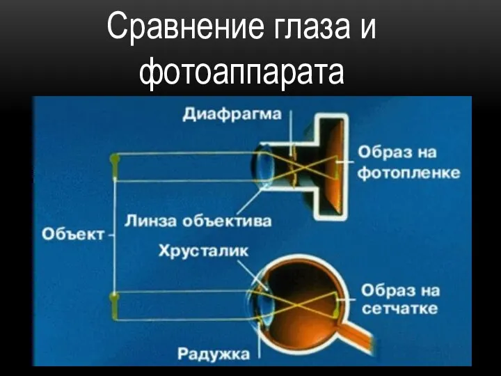 Сравнение глаза и фотоаппарата