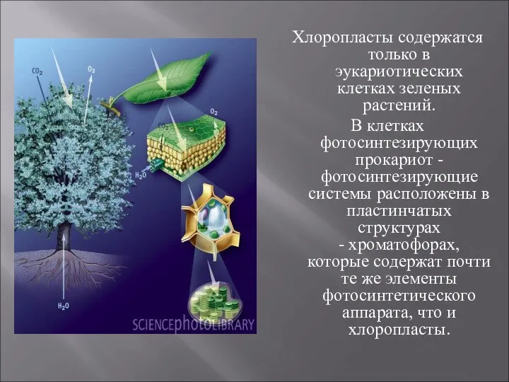 Хлоропласты содержатся только в эукариотических клетках зеленых растений. В клетках фотосинтезирующих прокариот