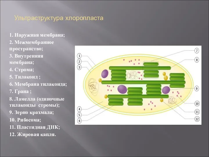 Ультраструктура хлоропласта 1. Наружная мембрана; 2. Межмембранное пространство; 3. Внутренняя мембрана; 4.