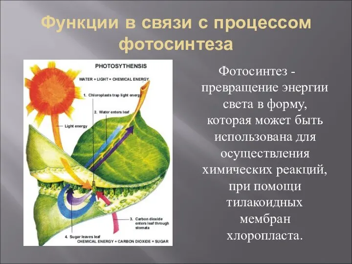 Функции в связи с процессом фотосинтеза Фотосинтез -превращение энергии света в форму,