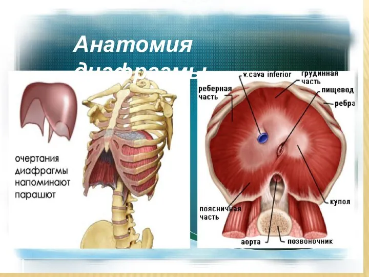 Анатомия диафрагмы