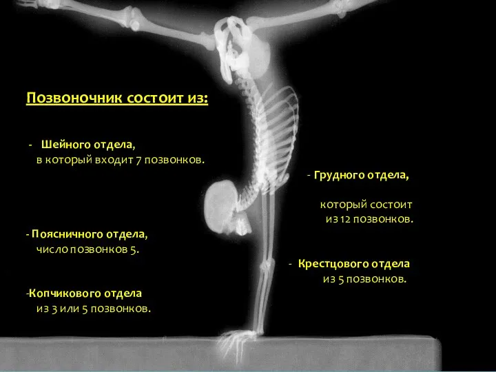 Позвоночник состоит из: Шейного отдела, в который входит 7 позвонков. - Грудного