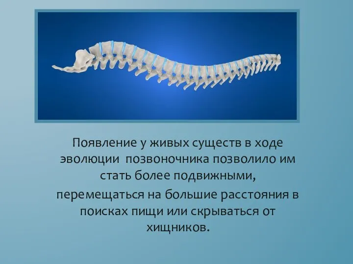 Появление у живых существ в ходе эволюции позвоночника позволило им стать более