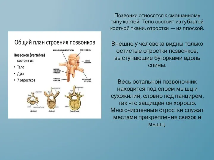 Позвонки относятся к смешанному типу костей. Тело состоит из губчатой костной ткани,