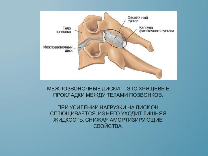 МЕЖПОЗВОНОЧНЫЕ ДИСКИ — ЭТО ХРЯЩЕВЫЕ ПРОКЛАДКИ МЕЖДУ ТЕЛАМИ ПОЗВОНКОВ. ПРИ УСИЛЕНИИ НАГРУЗКИ
