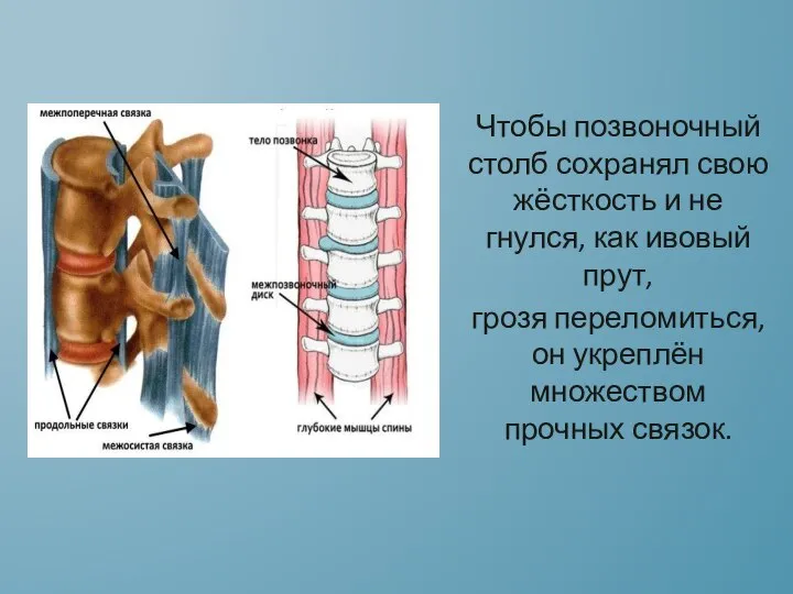 Чтобы позвоночный столб сохранял свою жёсткость и не гнулся, как ивовый прут,