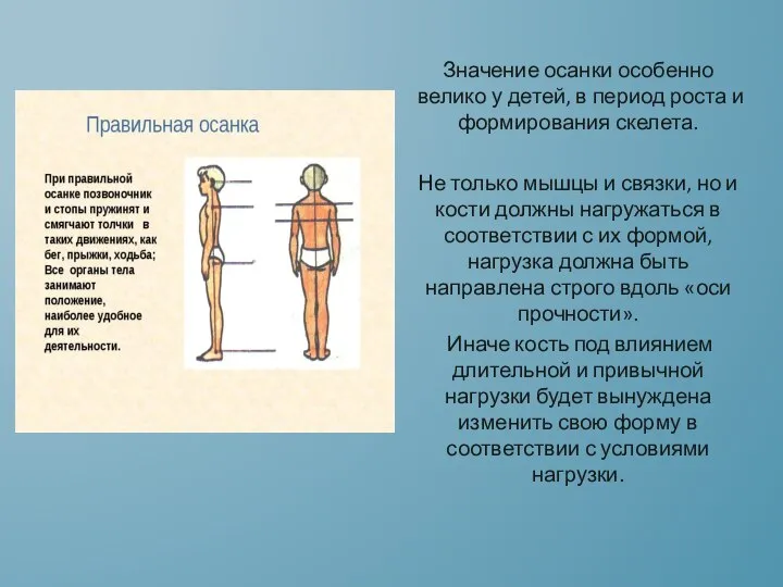 Значение осанки особенно велико у детей, в период роста и формирования скелета.